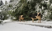 PRIMA NEVE A CESPEDOSIO - FOTOGALLERY